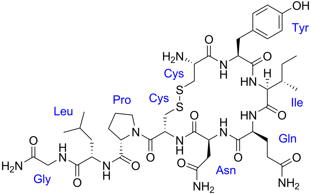 1200px-Oxytocin_with_labels